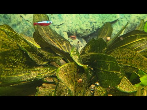 Видео: Аквариум не даёт скучать