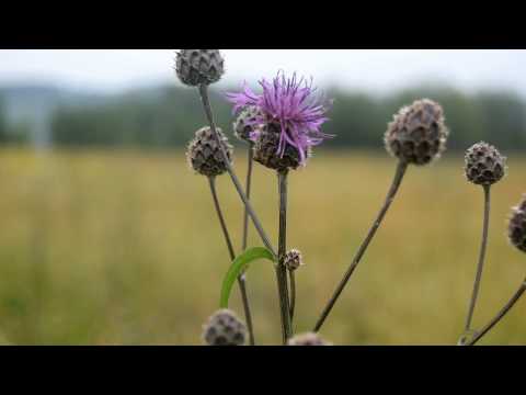 Видео: Там где ветки