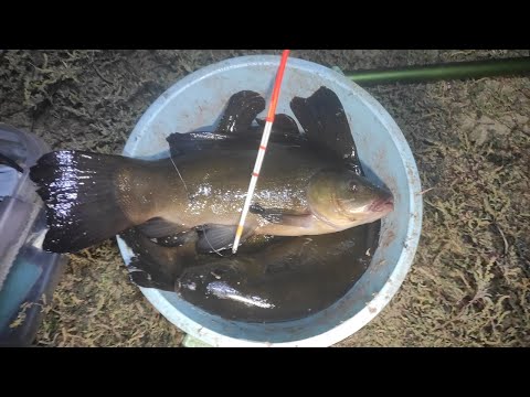 Видео: ВЕДРО ЛИНЕЙ НА ОШМЁТКИ ЧЕРВЕЙ, РЫБАЛКА НА ПОПЛАВОК