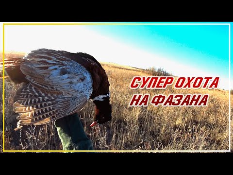 Видео: СУПЕР ОХОТА НА ФАЗАНА 2022. ОДНИ ПЕТУХИ. Открытие охоты на фазана в Казахстане. Pheasant hunting.