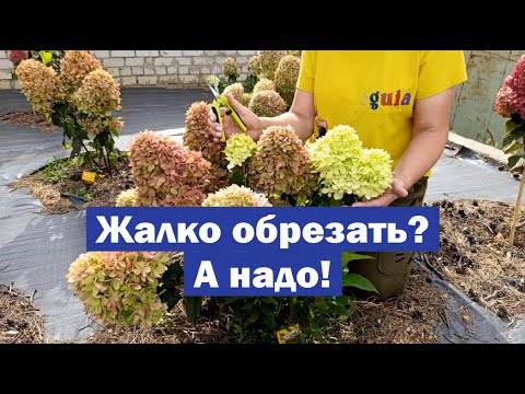 Видео: Насколько важна обрезка для МЕТЕЛЬЧАТОЙ ГОРТЕНЗИИ? // Простая обрезка = роскошный куст 🌸