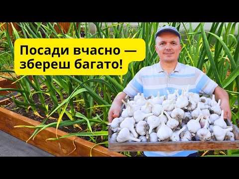 Видео: Коли саджати озимий часник? Головна помилка садівників!