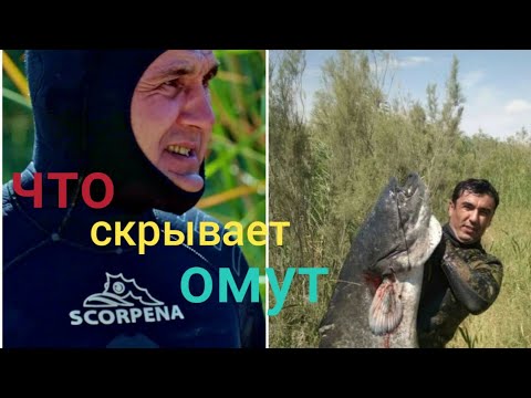 Видео: Подводная охота на озере Хадича. Охота на сазана и сома . ( Spearfishing on Lake Hadicha ).