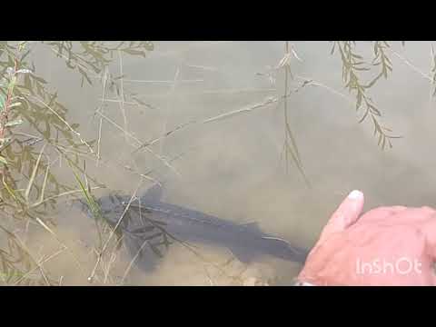 Видео: В пруду осётр нужен разного размера 