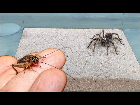 Видео: Маленький Сверчок довел до истерики Тарантула!