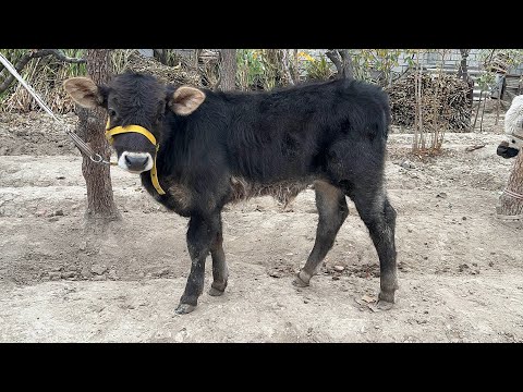 Видео: Yosh buqachalar - 8.000.000 sòmdan ! 😱 • 10 ноября 2025 г.