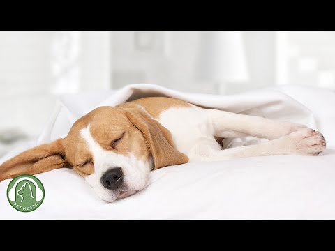 Видео: Расслабляющая музыка для собак🐶Музыка для сна, музыка для снятия стресса🎵Любимая музыка собаки