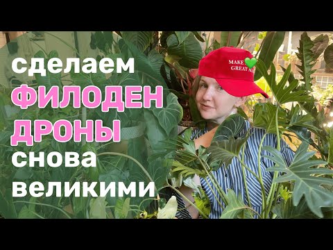 Видео: 33 + | Моя коллекция филодендронов 