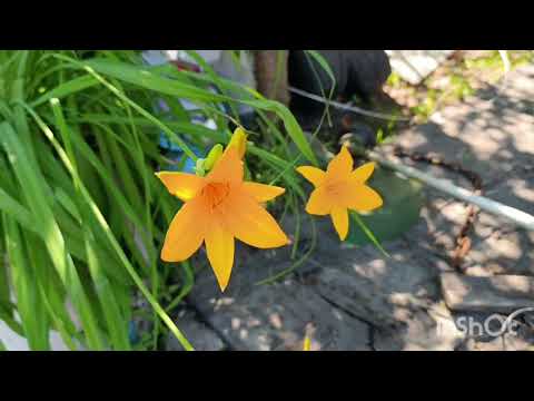 Видео: Лето в Саха Якутия. Нерюнгри. Серебряный Бор и водохранилище 2024 года