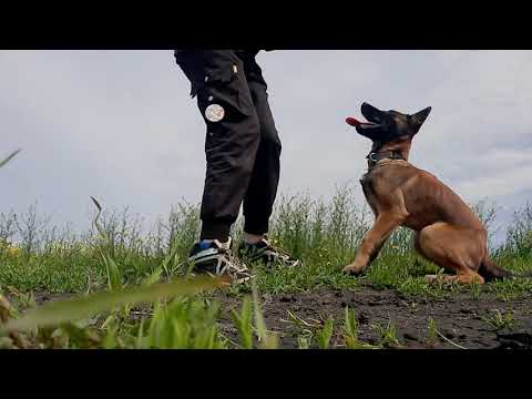 Видео: Щенок Бельгийской овчарки малинуа(4 мес). Послушание . Obidience with Belgian Shepherd Malinois