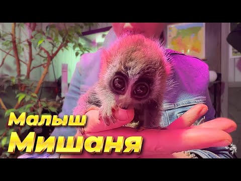 Видео: Мамочка сказала, что материнство - это не её... Малыш Мишаня.