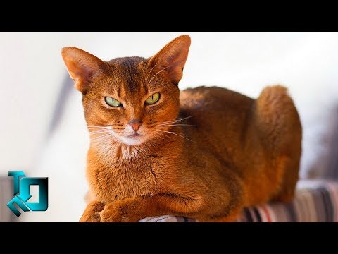 Видео: 10 САМЫХ ДОРОГИХ КОШЕК В МИРЕ