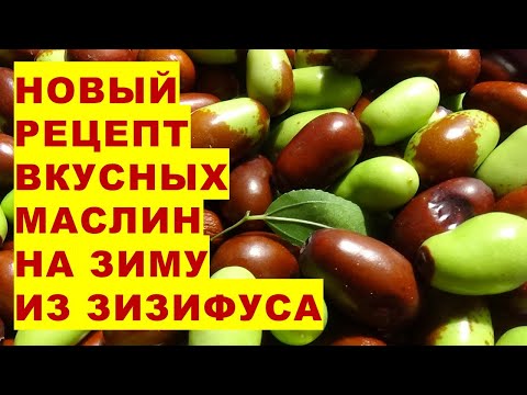 Видео: Заготовка на зиму очень вкусных маслин из ягод зизифуса по рецепту наших подписчиков