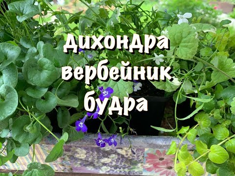 Видео: ДИХОНДРА, ВЕРБЕЙНИК или БУДРА  КТО КРУЧЕ