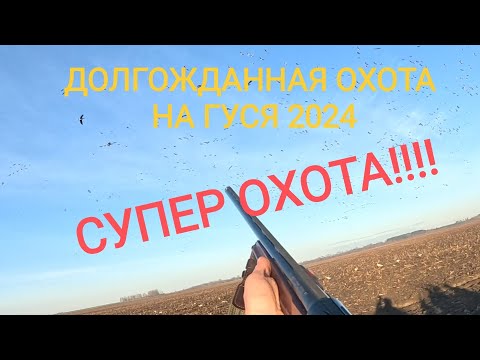 Видео: ОХОТА НА ГУСЯ В БЕЛАРУСИ!! ОТ ТАКОГО КОЛИЧЕСТВА ГУСЯ ГОЛОВА ШЛА КРУГОМ!!!!