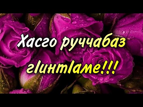 Видео: Хасго руччабаз гIинтIаме!!!