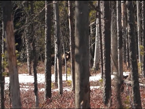 Видео: От хозяина леса к медведю