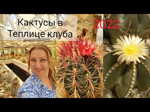 Видео: Кактусы в теплице клуба🌵#кактусы #выставкаклуба2022