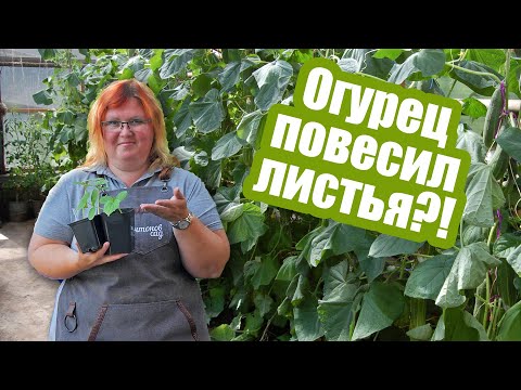 Видео: Вянут листья огурца: как понять причину? Что делать, если вянут огурцы