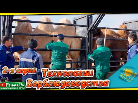 Видео: Бонитировка верблюдоматок. Казахский Бактриан, отличия зональных типов верблюдов. Баймуканов Д.А.
