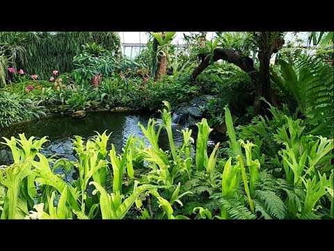 Видео: Здесь много разных видов папоротников.