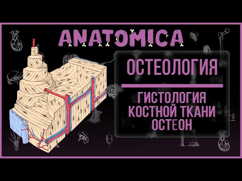 Видео: Гистология костной ткани / Остеон и организация костной ткани / Остеология
