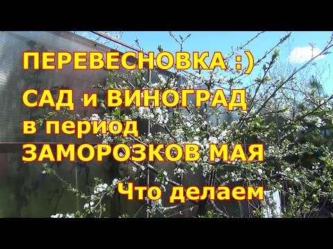 Видео: ПЕРЕВЕСНОВКА :) Сад и виноград в период заморозков. Что делаем в мае