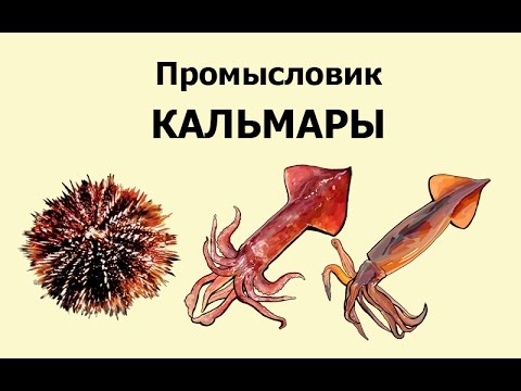 Видео: Русская Рыбалка 3.99 Промысловик 8 - Кальмары