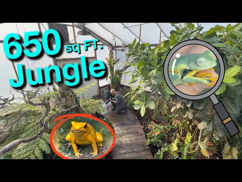 Видео: В этой теплице находятся мини-джунгли Амазонки — ядовитые лягушки и древесные змеи!