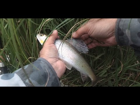 Видео: За Хариусом в верховья Томи!