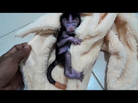 Видео: Этот детеныш обезьяны потерял хвост и был брошен матерью в лесу