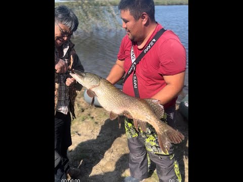 Видео: Трофейная Щука на 16 кг/ Грачи2/Сети и Бракаши