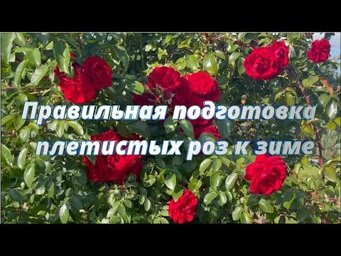 Видео: Правильная подготовка  плетистых роз к зиме. Питомник растений Е. Иващенко