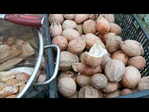 Видео: Добыча семян огурцов pomidom.ru ручным способом. 