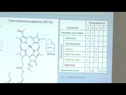 Видео: Носов А. М. - Физиология растений I - Фотосинтез