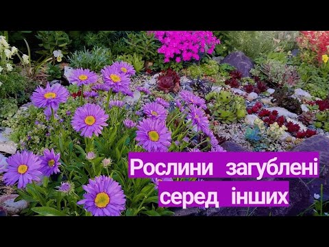 Видео: Огляд рослин загублених серед інших