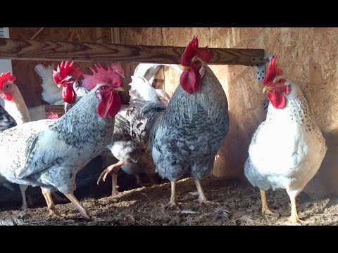 Видео: БОРКОВСКАЯ БАРВИСТАЯ  характеристика МОЯ ПОРОДА