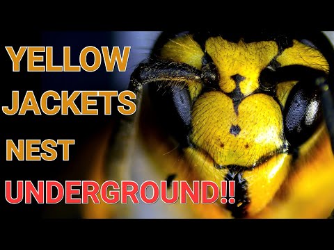 Видео: Подземное гнездо Желтых Курток! Облепили и ужалили! Удаление осиного гнезда
