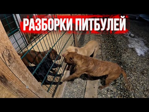 Видео: Питбуль Граф нападает на всех кобелей и меня тоже укусил !!!!! Начало конфликтов из за течной Багиры