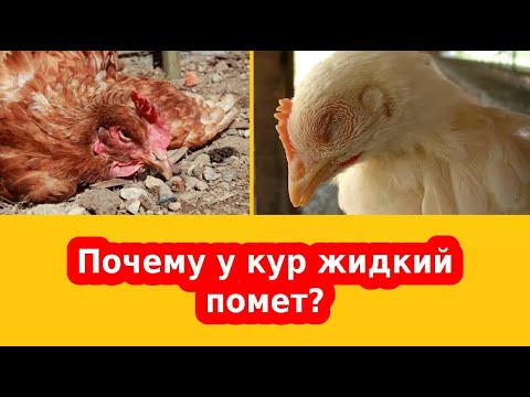 Видео: Понос у кур, диарея, чем куры могут отравиться - симптомы и лечение