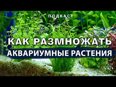 Видео: Как размножать аквариумные растения в домашних условиях. Подкаст с Александром Ершовым.