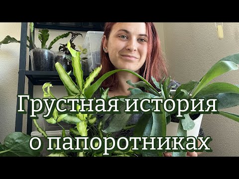 Видео: Загубила все папоротники за несколько месяцев