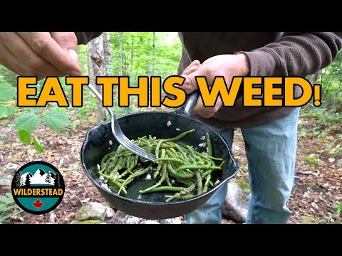 Видео: Подорожник широколистный – сбор и приготовление цветущих побегов | КОРМ И ПИЩА – Plantago Major