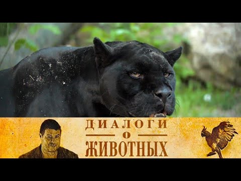 Видео: Новосибирский зоопарк. 9-я серия // Диалоги о животных @SMOTRIM_KULTURA