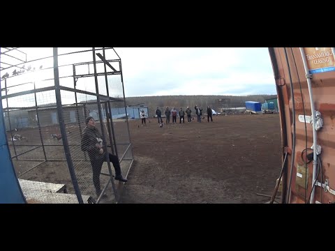 Видео: В гостях голубеводы. Хищники не дают спокойно покидать
