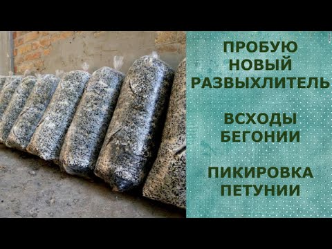 Видео: МИЦЕЛЕН, КТО ПРОБОВАЛ? ВСХОДЫ БЕГОНИИ. ПИКИРОВКА ПЕТУНИИ.