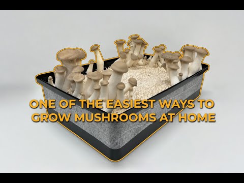 Видео: Самый простой способ выращивать грибы дома с помощью Max Yield Bin