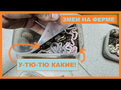Видео: Змеи на ферме: вылупление малышей