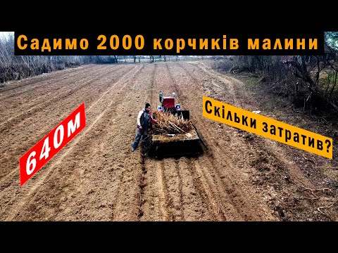 Видео: Посадив 2000 саджанців МАЛИНИ🔥Відкриваю власний БІЗНЕС?😂👌