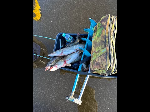 Видео: Первый лед 25 26  Щука на жерлицы